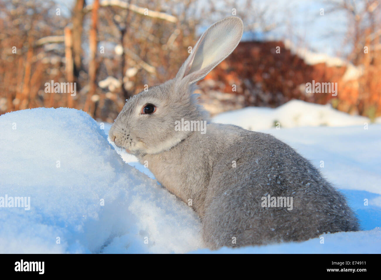 rabbit in the snow Stock Photo Alamy