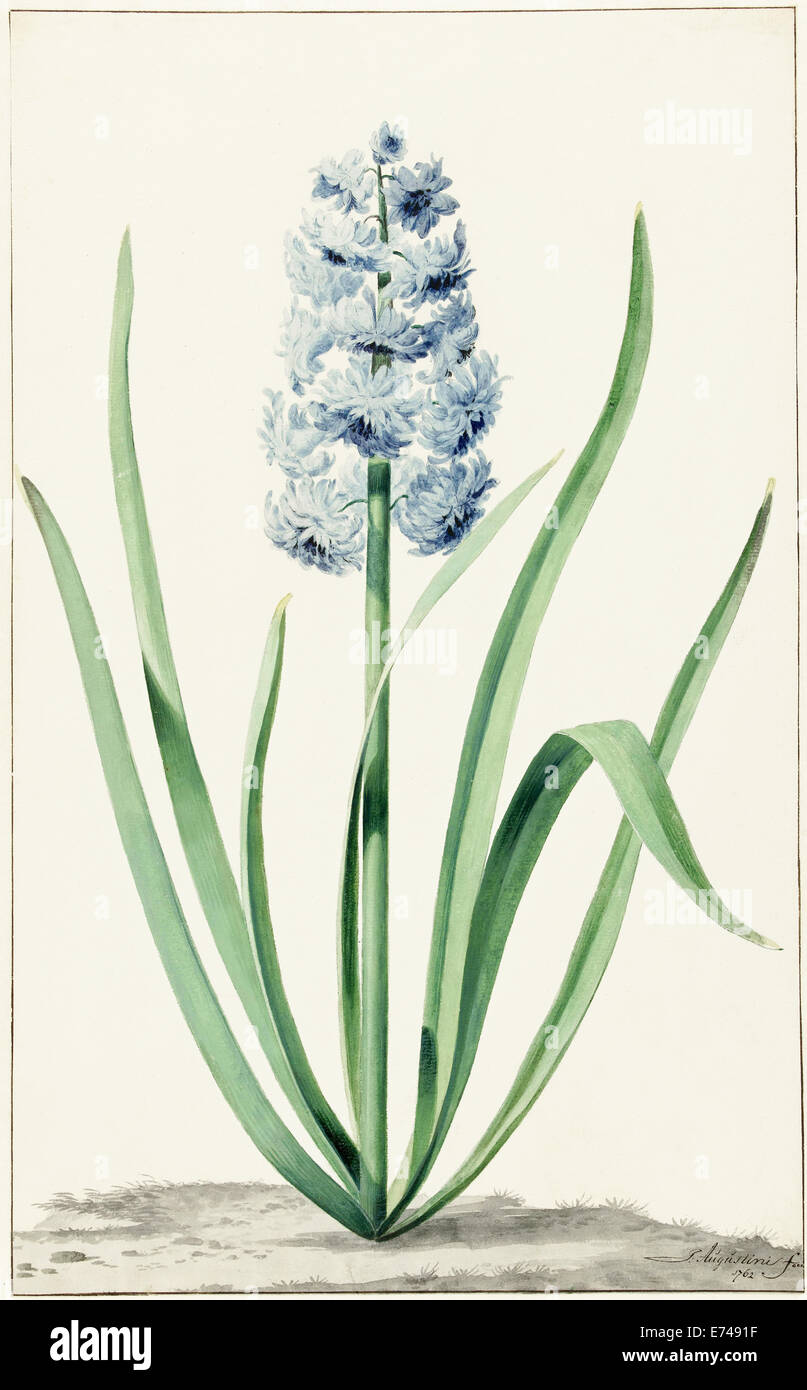 The blue hyacinth, Franciscus Primus - by Jan Augustini, 1762 Stock Photo