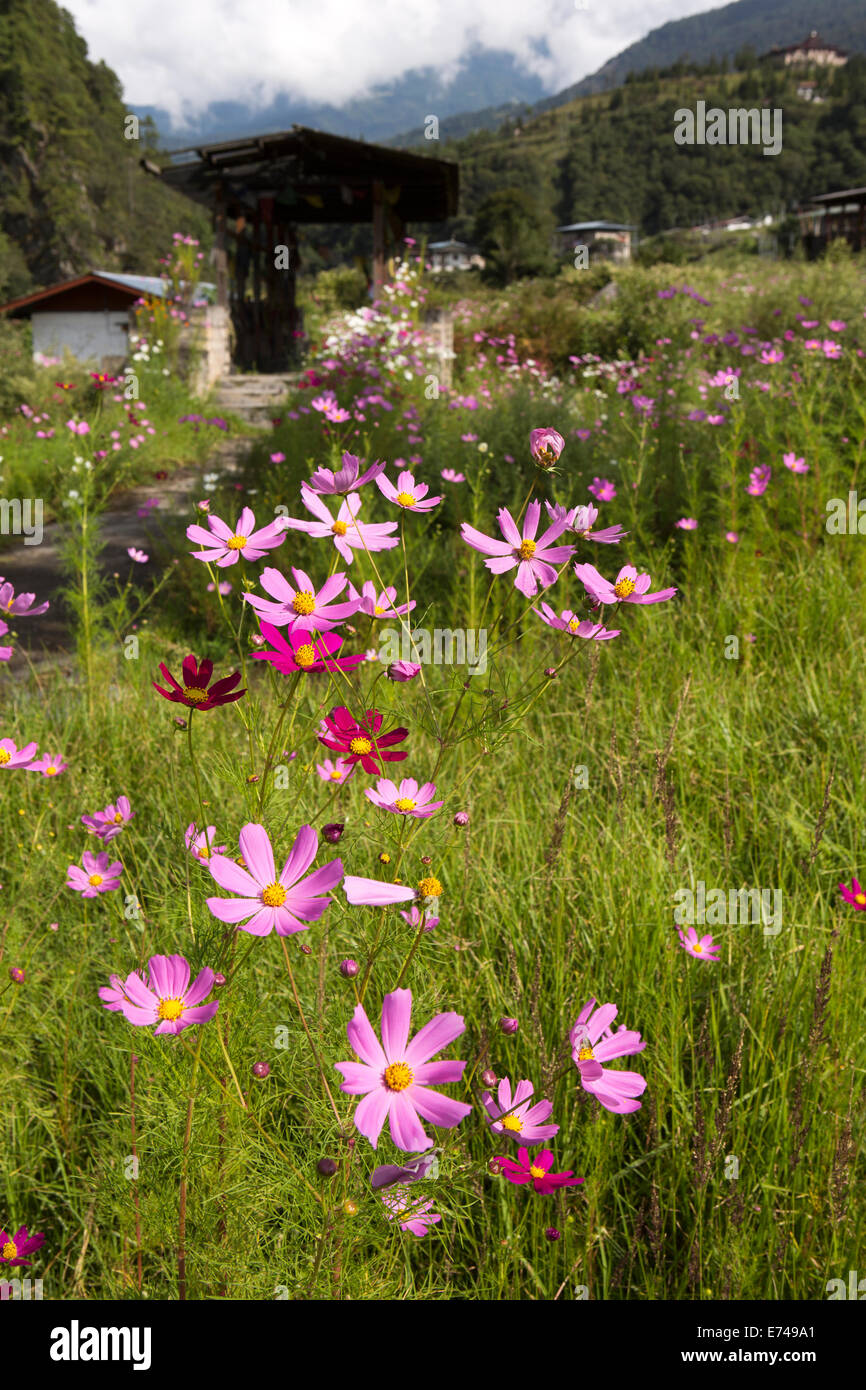 Eastern Bhutan, Trashi Yangtse, colourful wild cosmos flower-filled meadow beside Kulong Chu river Stock Photo