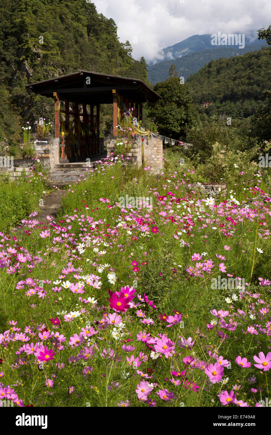 Eastern Bhutan, Trashi Yangtse, colourful wild cosmos flower-filled meadow beside wooden bridge Stock Photo