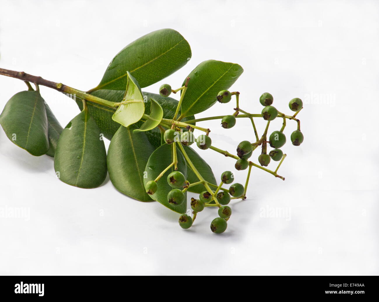 Allspice (Pimenta dioica) branch with leaves and fruits Stock Photo - Alamy, image size:1300x1037