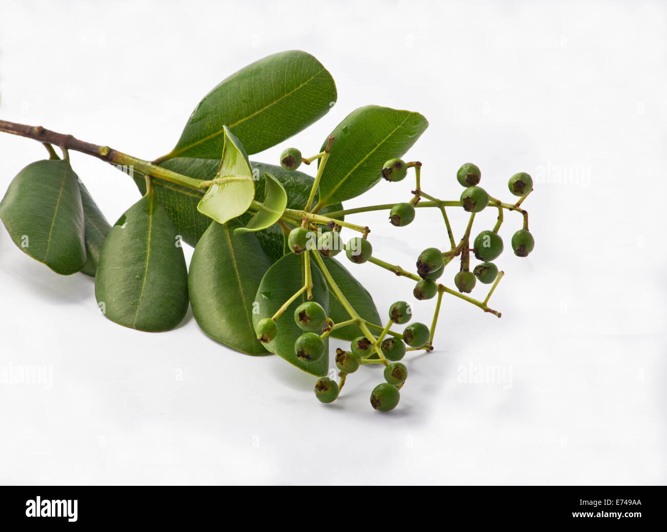 Allspice (Pimenta dioica) branch with leaves and fruits Stock Photo