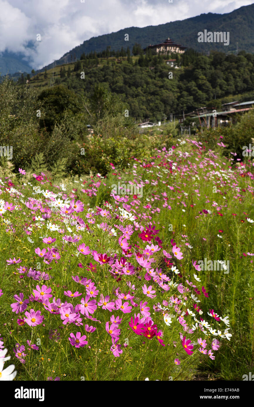 Eastern Bhutan, Trashi Yangtse, colourful wild cosmos flower-filled meadow below the dzong Stock Photo