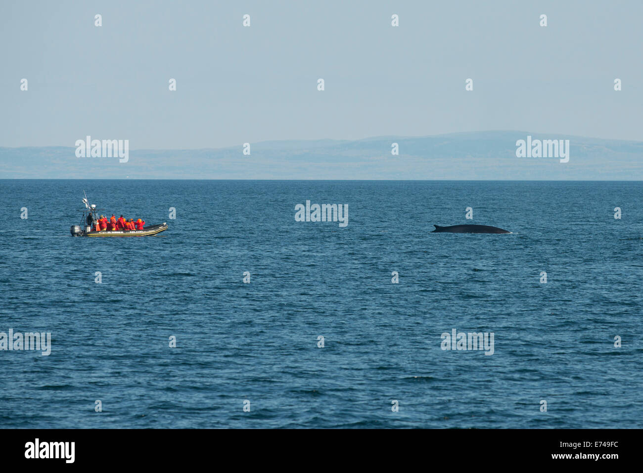 zodiac boat quebec whale watching canada stock photos whale watching canada zodiac boat quebec whale watching canada stock photos whale watching canada