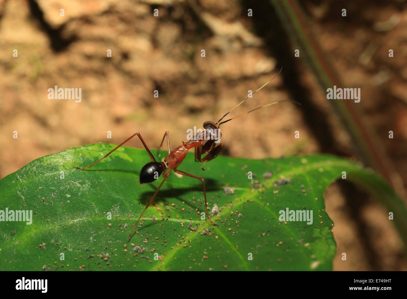 Ant like Mantis (Odontomantis sp) in Sri Lanka Stock Photo