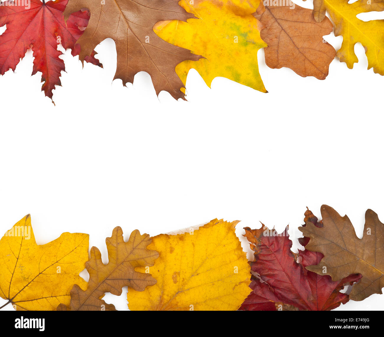 Autumn leaves isolated on a white background Stock Photo - Alamy