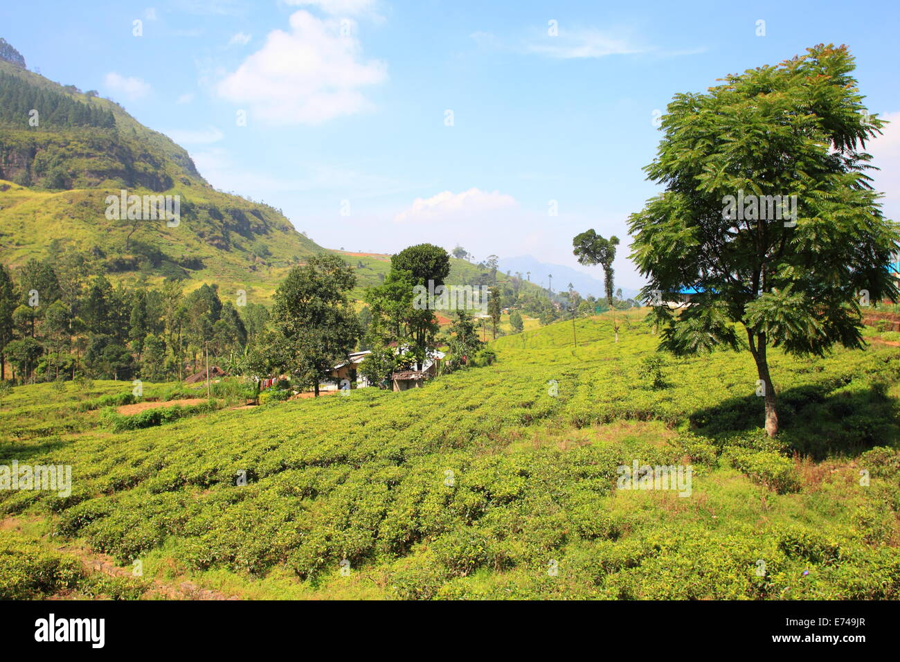 Sri Lanka, black tea plantation hill Stock Photo