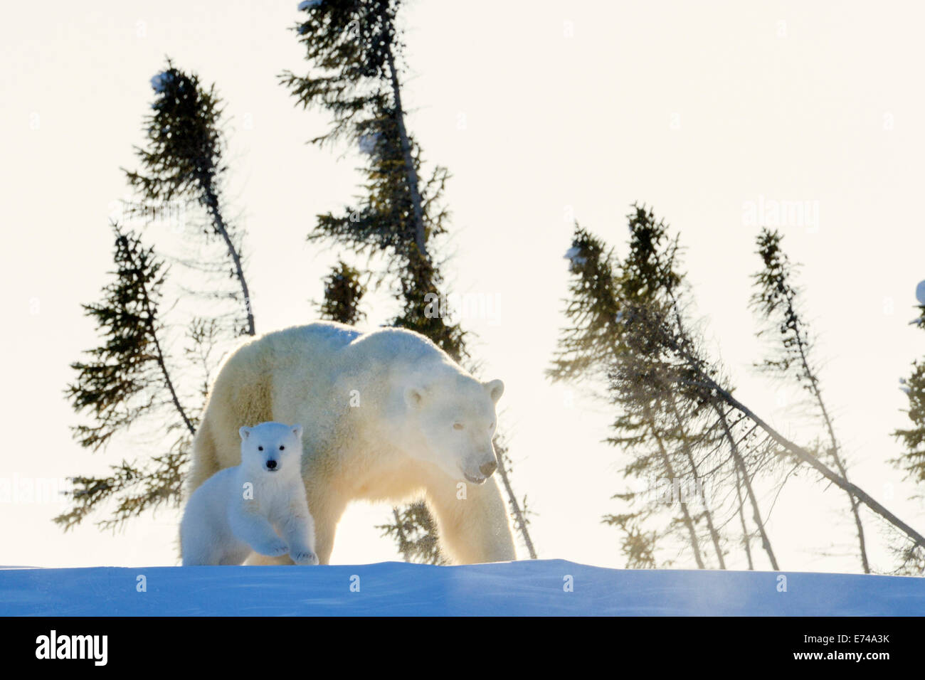 Polar bear (Ursus maritimus) mother with cub walking at sunset with backlight, Wapusk national park, Canada. Stock Photo