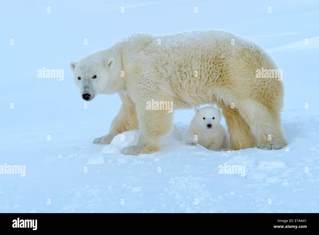 Polar bear (Ursus maritimus) mother with cub coming out freshly opened den, Wapusk national park, Canada. Stock Photo
