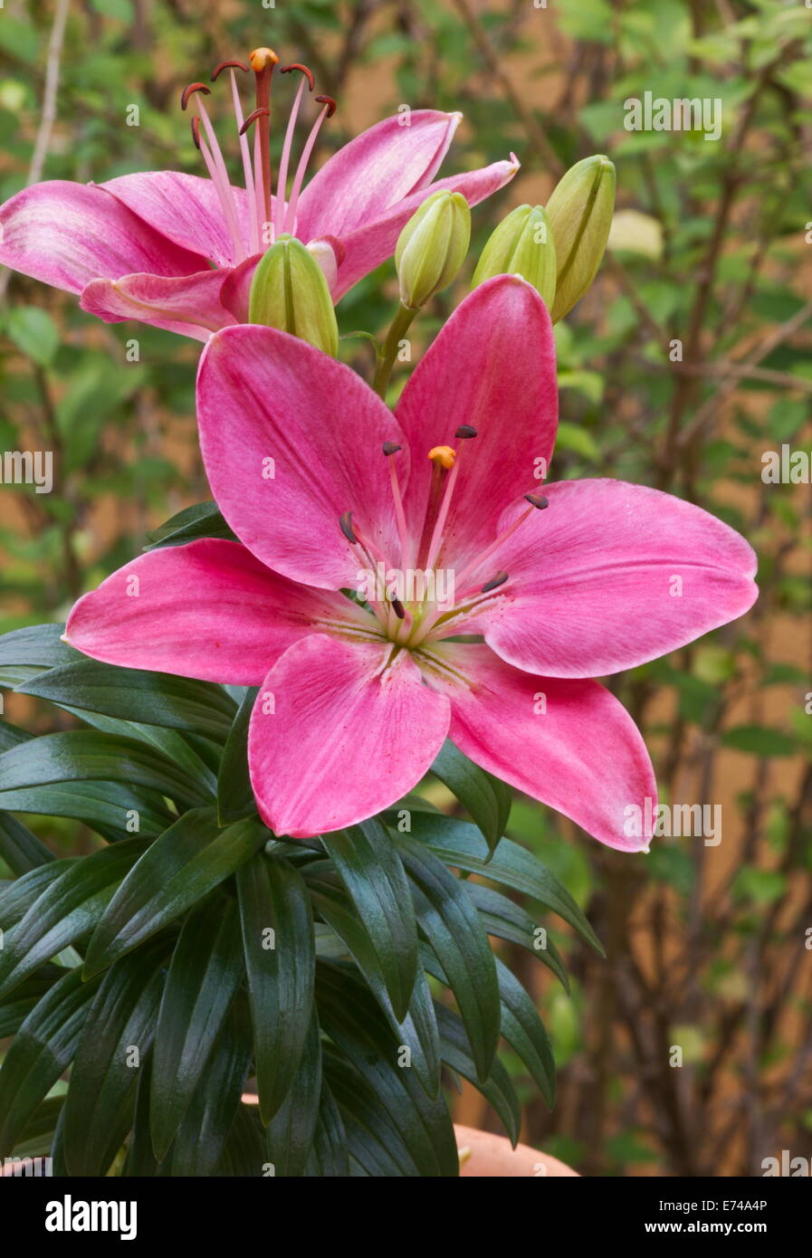 Pink lily ( Lilium Acapulco) plant in bloom Stock Photo - Alamy