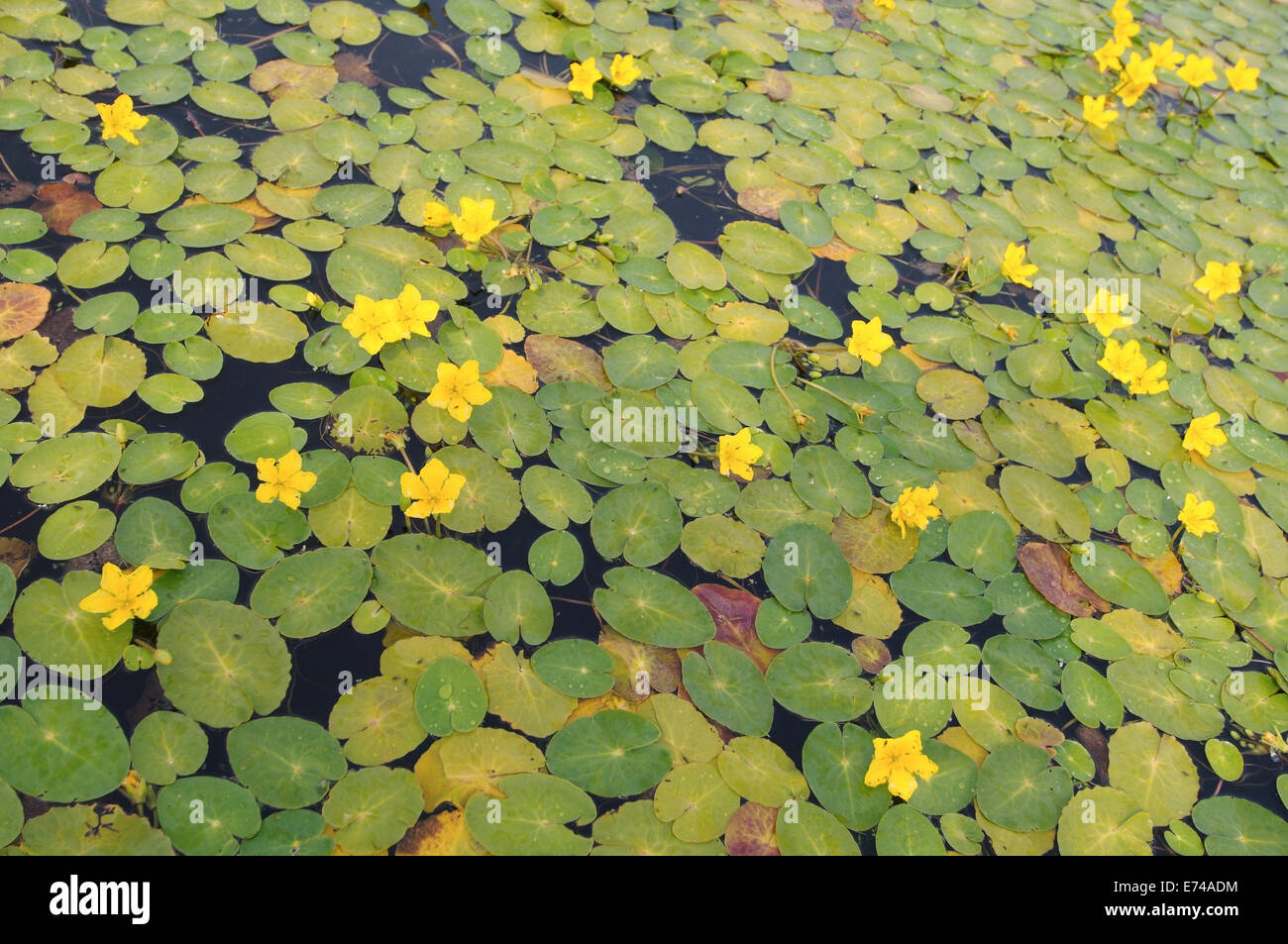 Yellow Waterlily, BrandyBottle (Núphar lútea) . Siberia, Russian