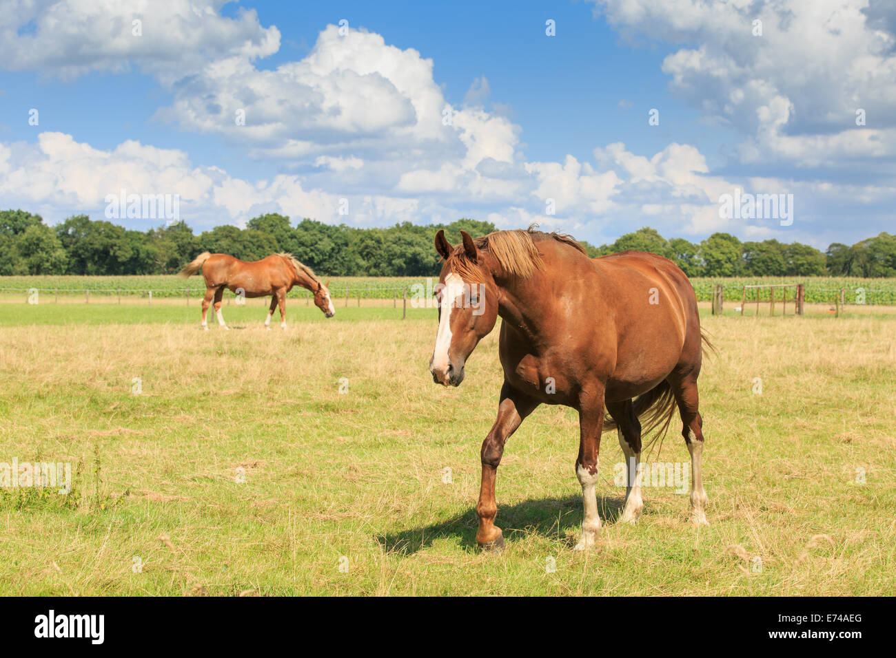 A horse in close up on the right side of the photo in a green meadow with waving tail and with trees in the background Stock Photo