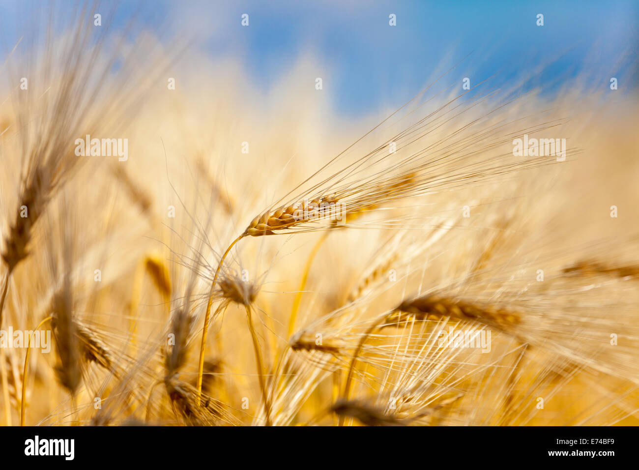 yellow ear of wheat on the field Stock Photo