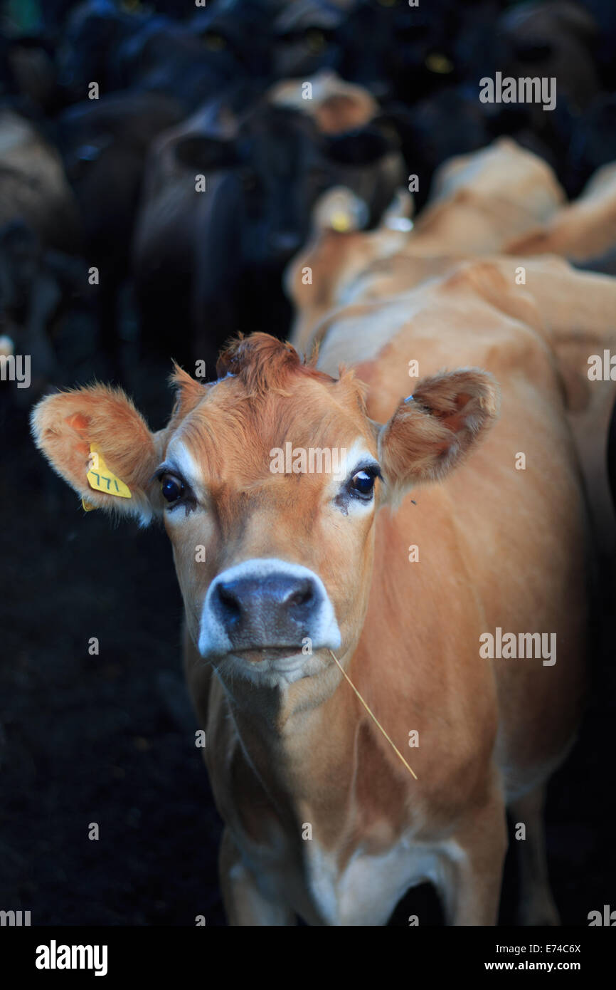 Cow facing camera Stock Photo