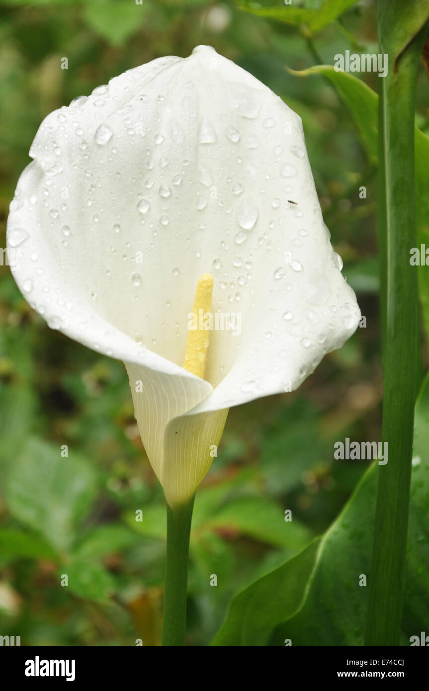 A Marsh Calla after the rain with water drops. Stock Photo