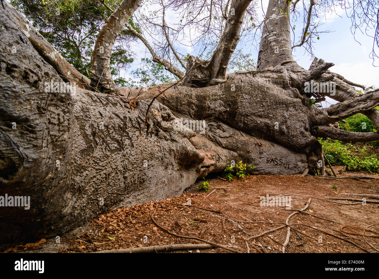 This is a Baobab tree fell due to a hurricane that hit the island