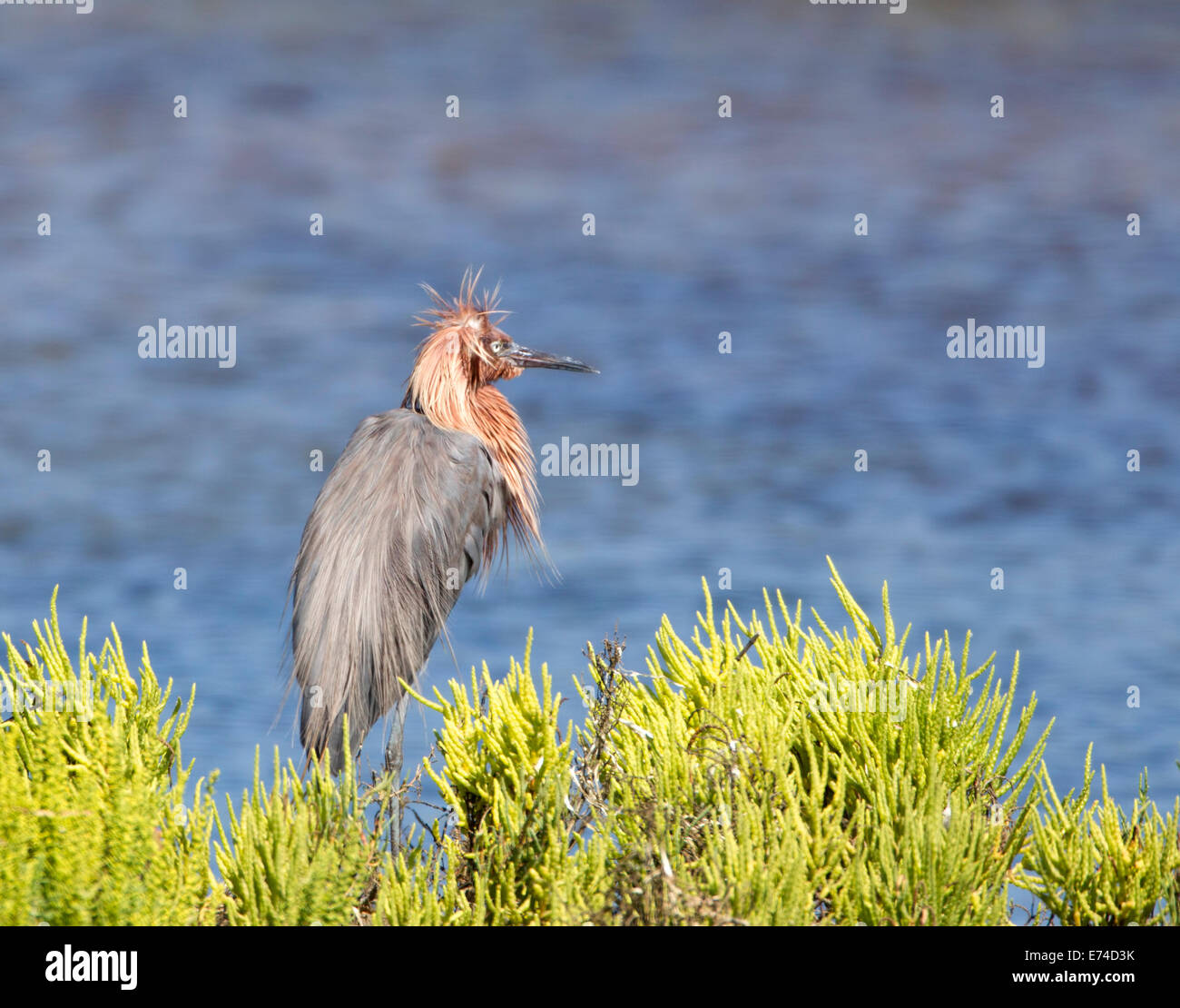 Reddish Egret Bad Hair Day Stock Photo