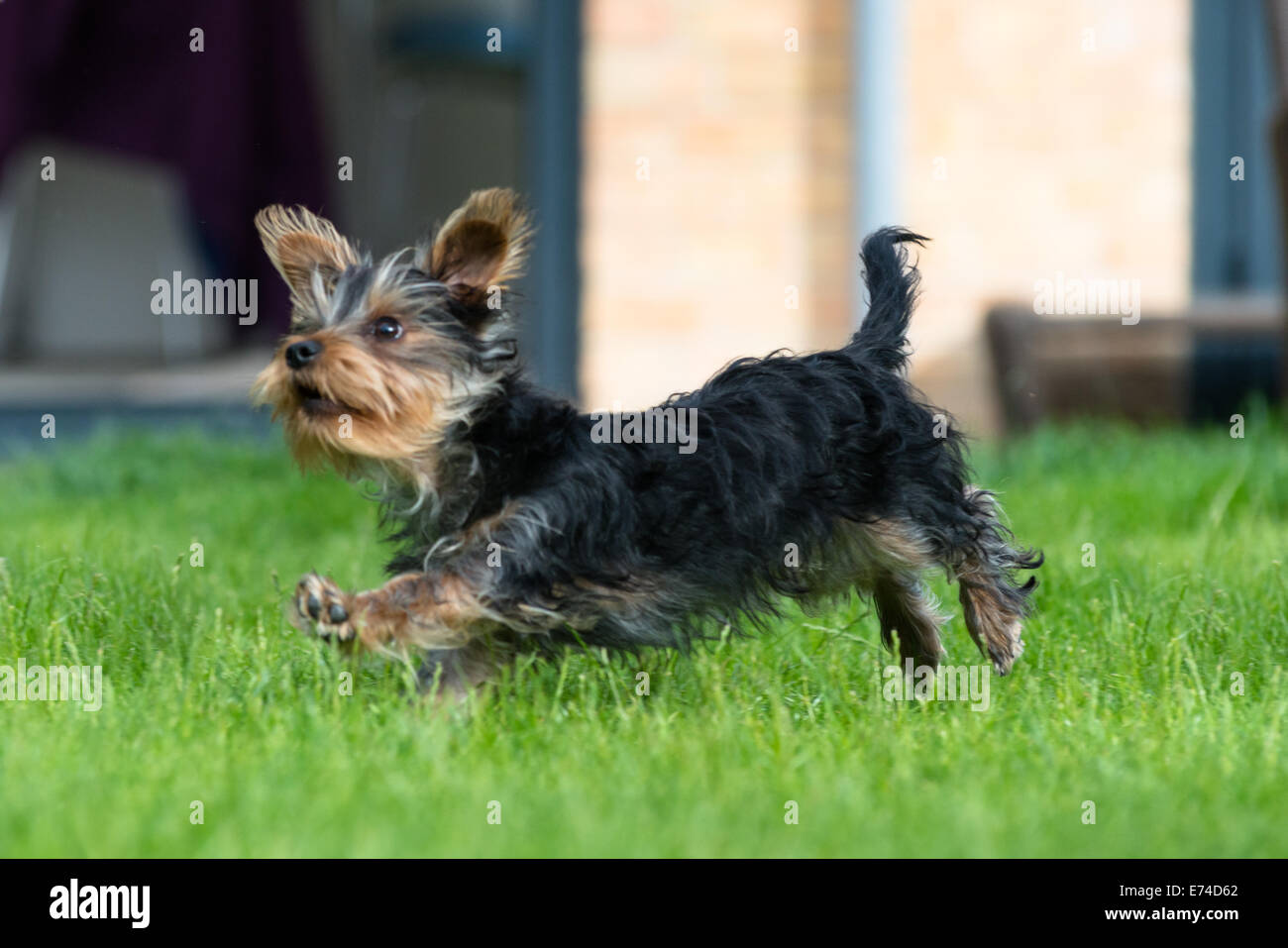 Yorkshire terrier puppies hires stock photography and images Alamy