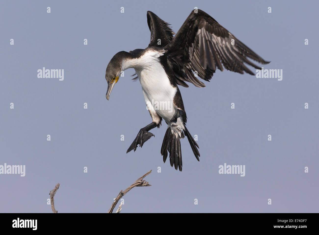 Cormorant coming in to land Pilansberg National park Stock Photo Alamy