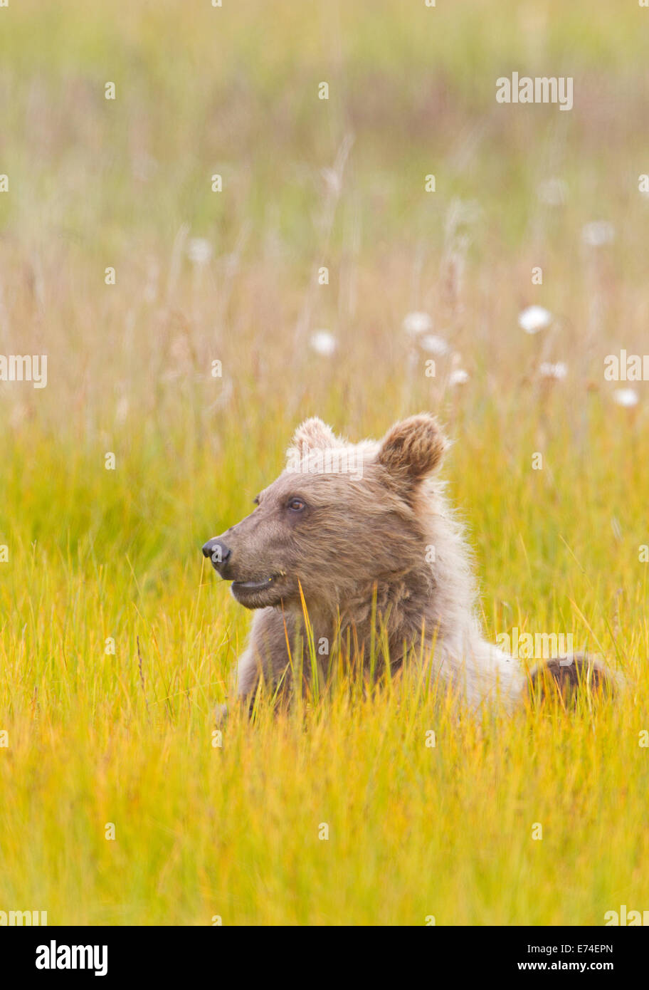 Alaskan Brown Bear Cub in Meadow of Yellow Grass Stock Photo - Alamy