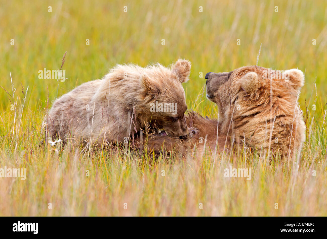 Alaska Brown Bear Cub Being Nursed in Meadow Stock Photo - Alamy