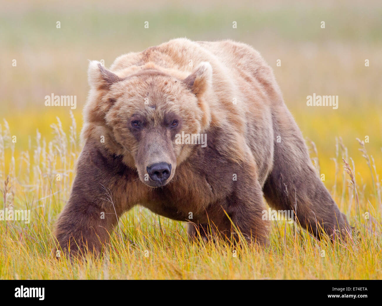 Alaska Brown Bear in Meadow Stock Photo - Alamy
