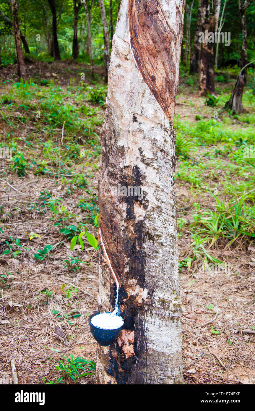 White latex extracted from rubber tree (Hevea Brasiliensis).Latex is