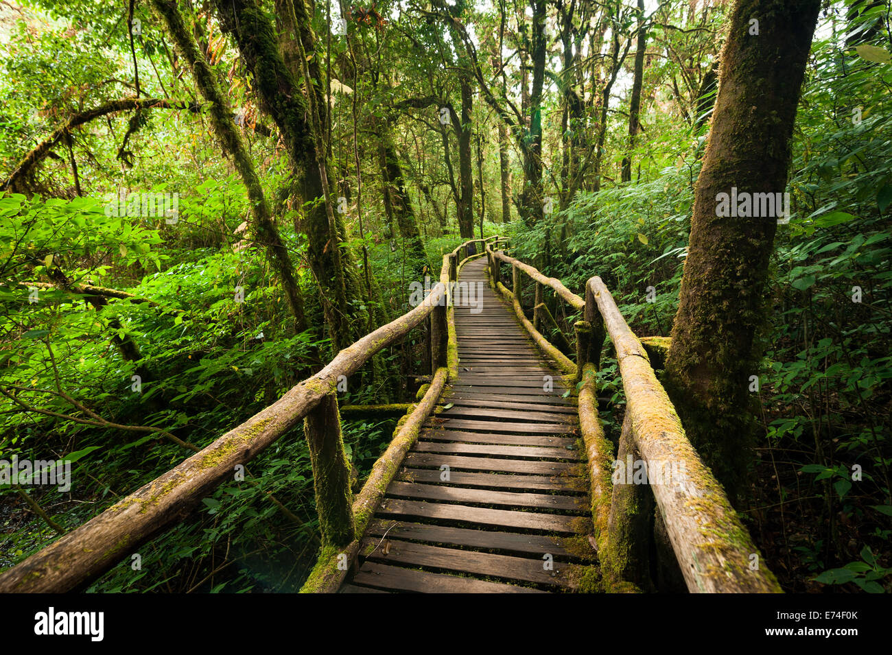 Jungle landscape. Wooden bridge at misty tropical rain forest. Travel background at Doi Inthanon Park, Thailand Stock Photo