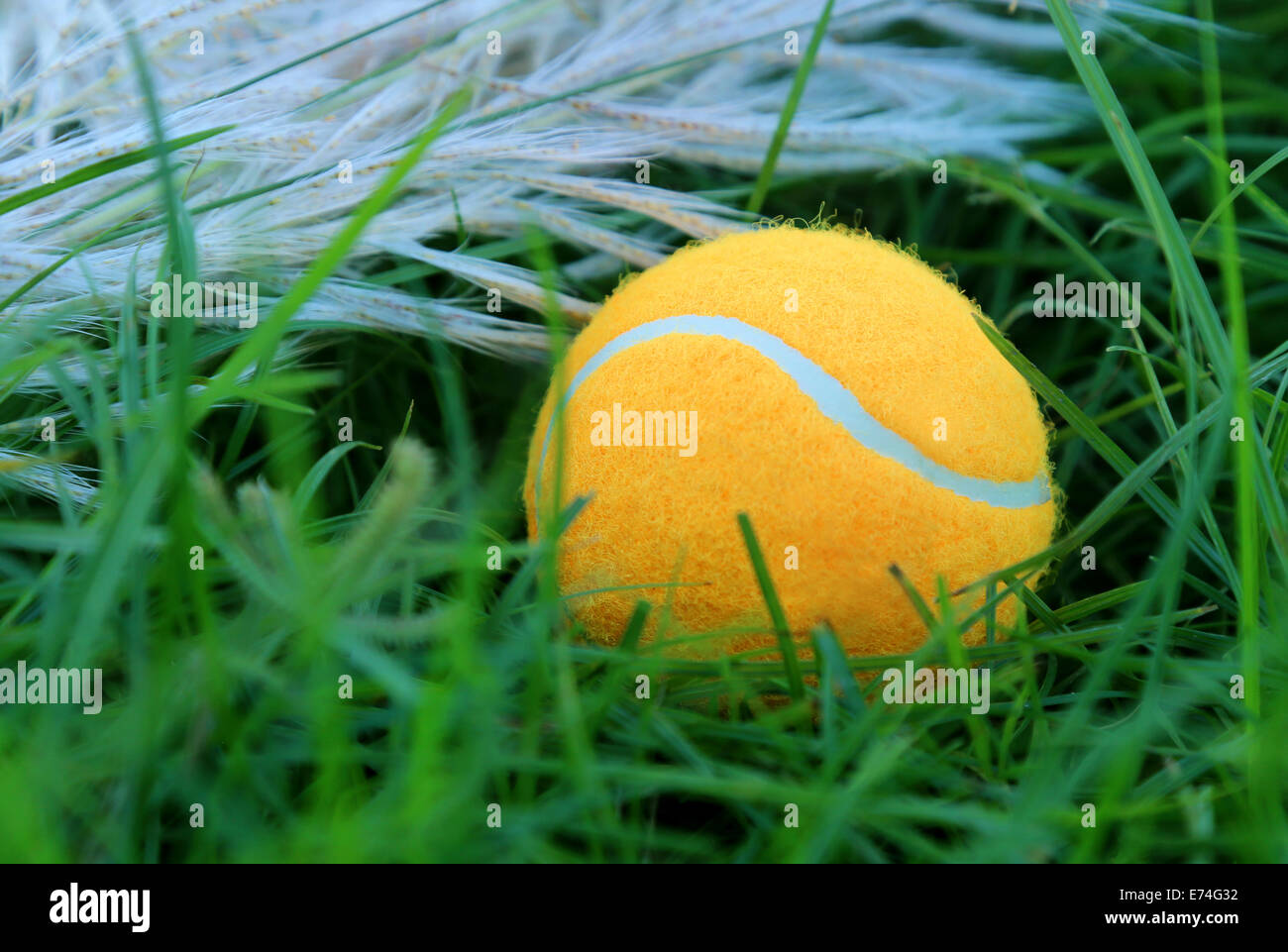 Tennis ball on green grass surface Stock Photo