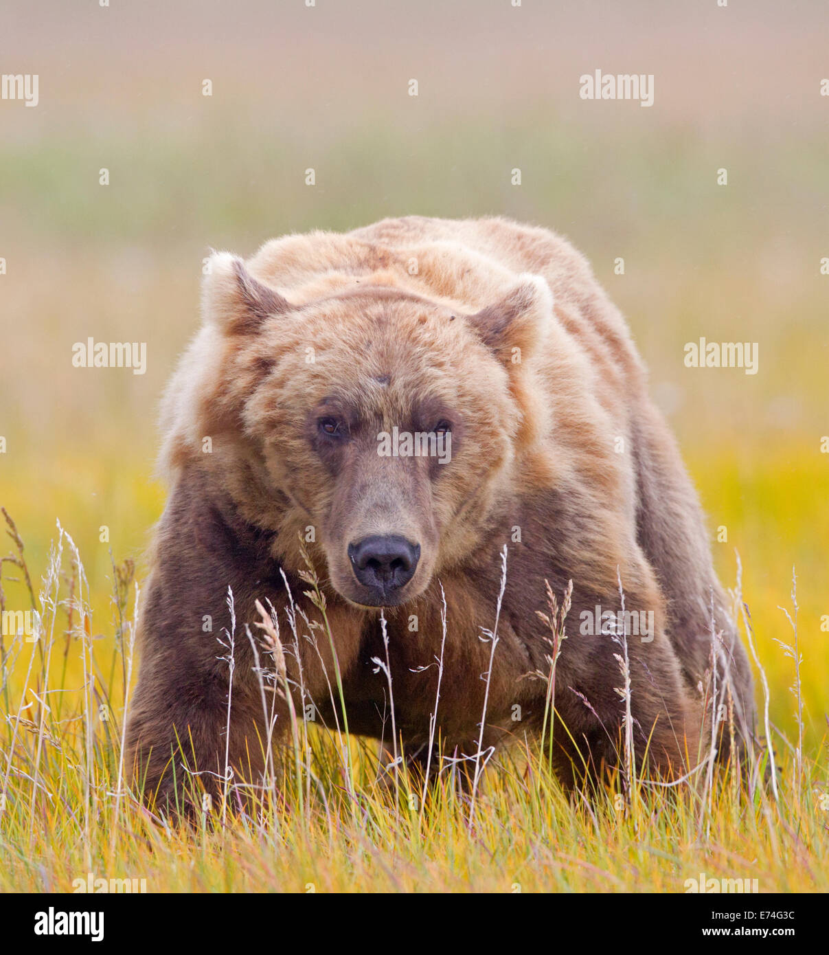 Alaska Brown Bear in Meadow Stock Photo - Alamy