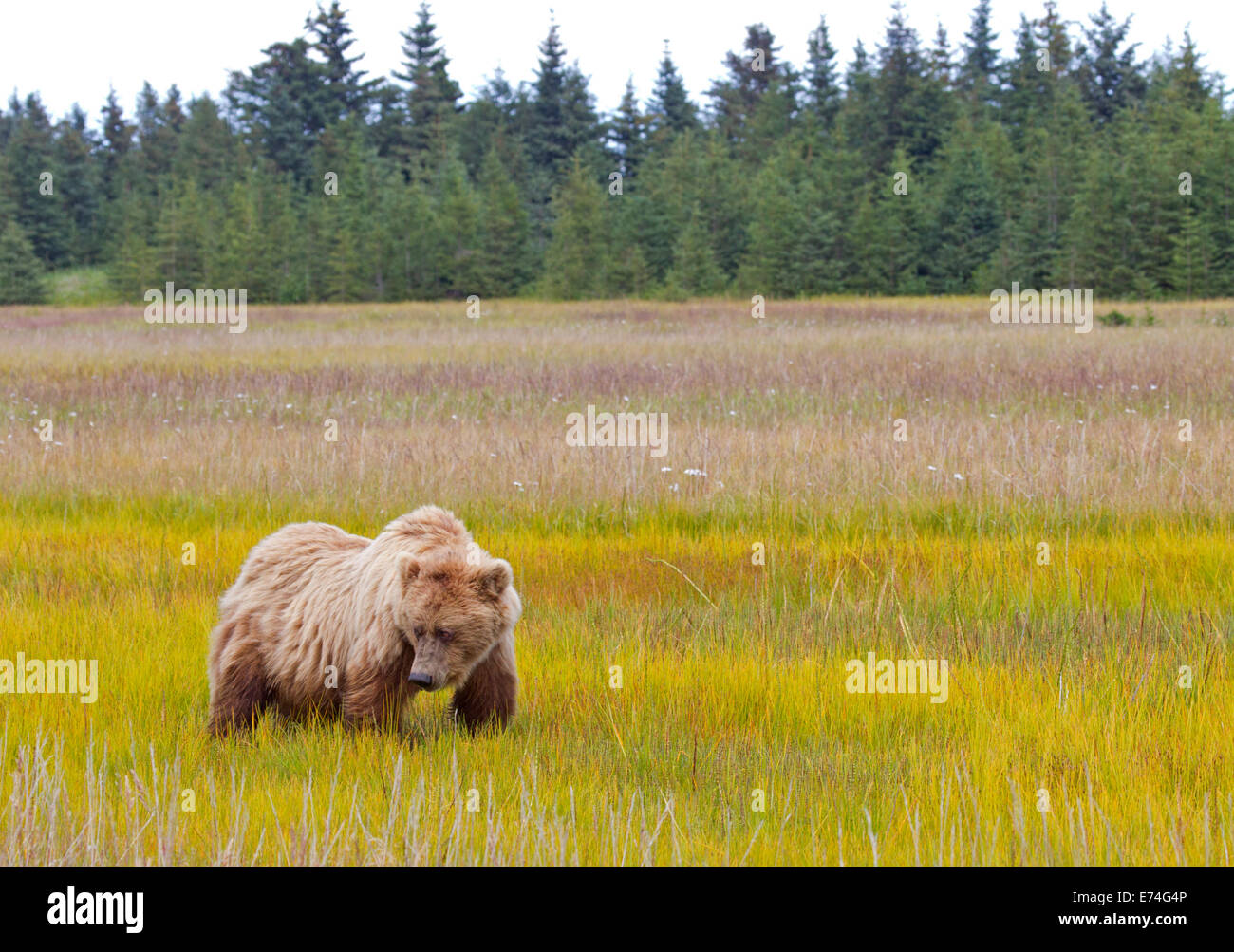 Alaska Brown Bear in Meadow of yellow grass Stock Photo - Alamy