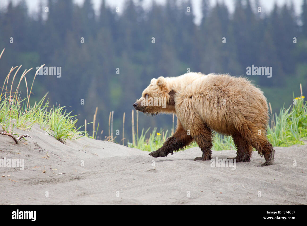 Bear On Beach Stock Photos & Bear On Beach Stock Images - Alamy