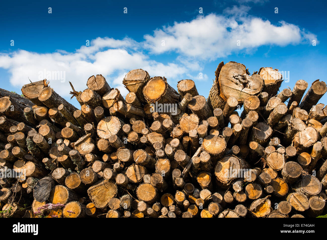 Pile of prepared firewood, France Stock Photo Alamy