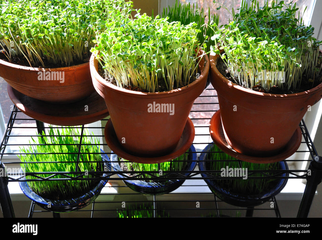 Microgreens sprouts Stock Photo