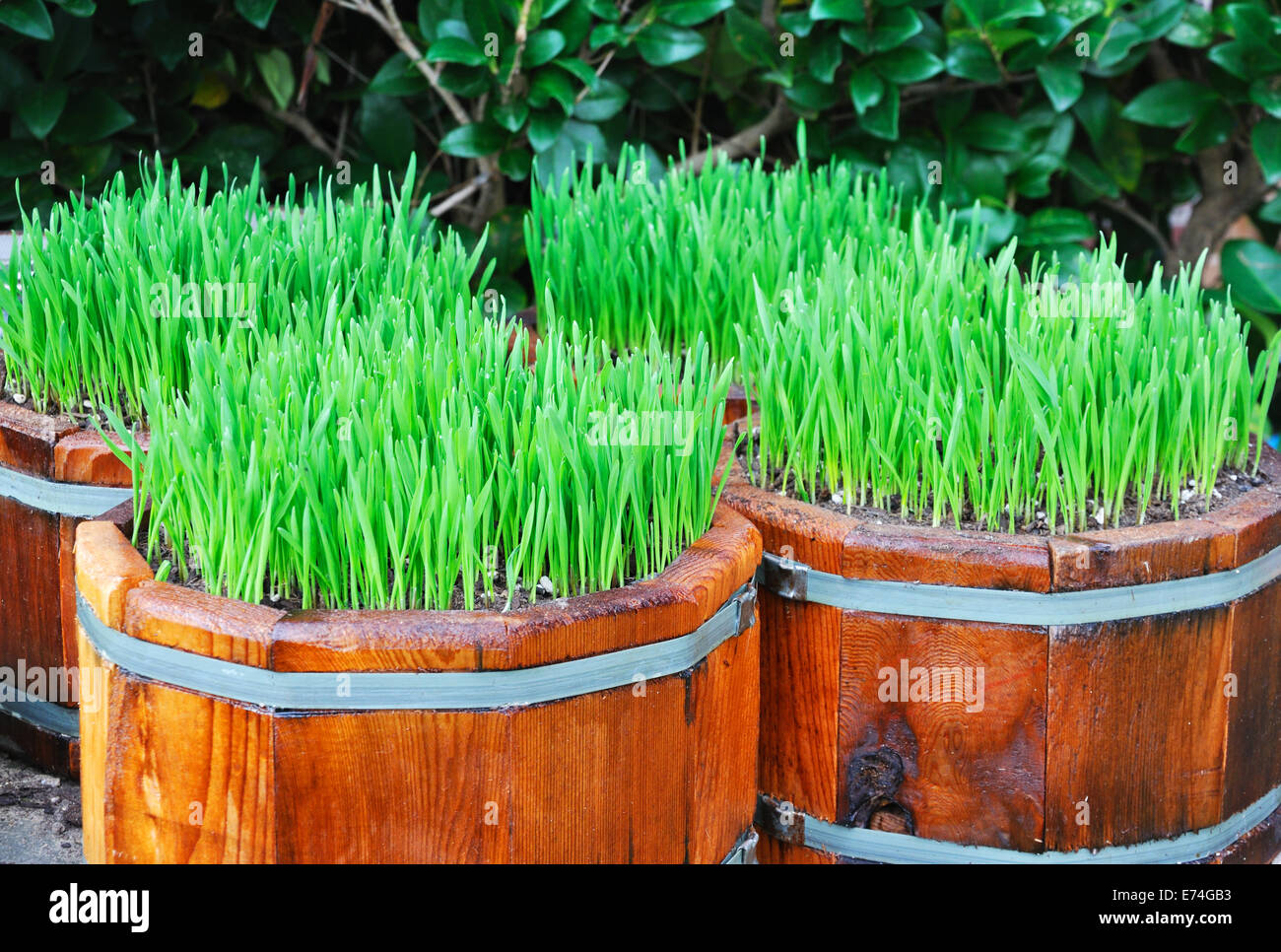 Wheatgrass microgreens Stock Photo