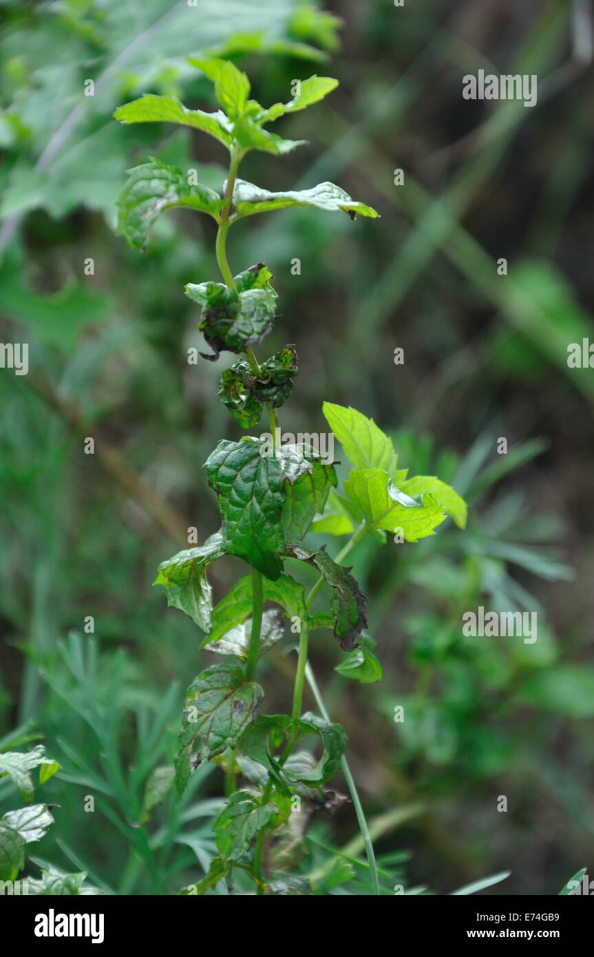 Mint eaten by bugs Stock Photo Alamy