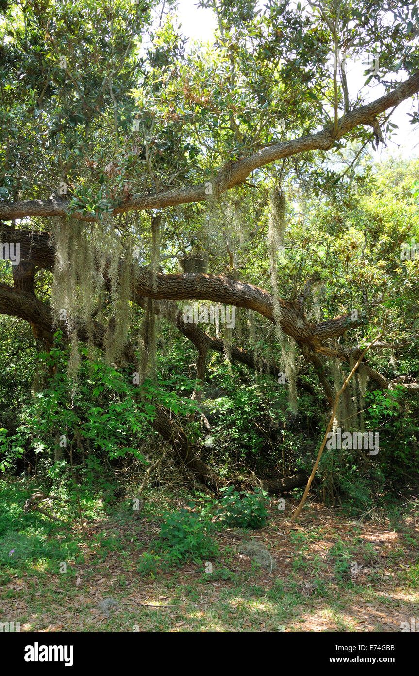 Oak tree with spanish moss hi-res stock photography and images - Alamy