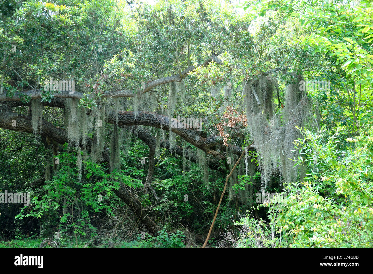 Spanish moss on live oaktree Stock Photo Alamy