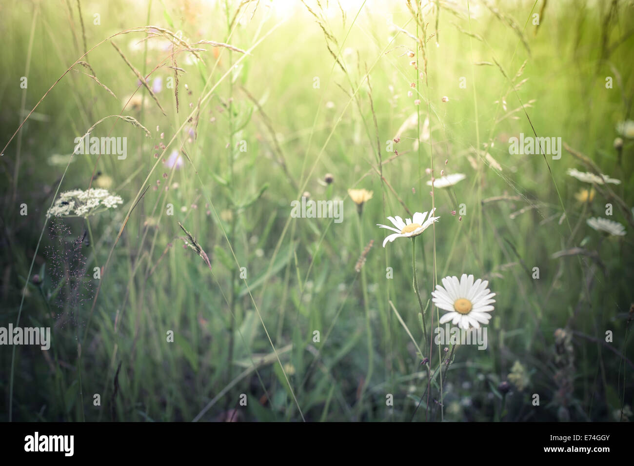 Wildflowers wallpaper hi-res stock photography and images - Alamy