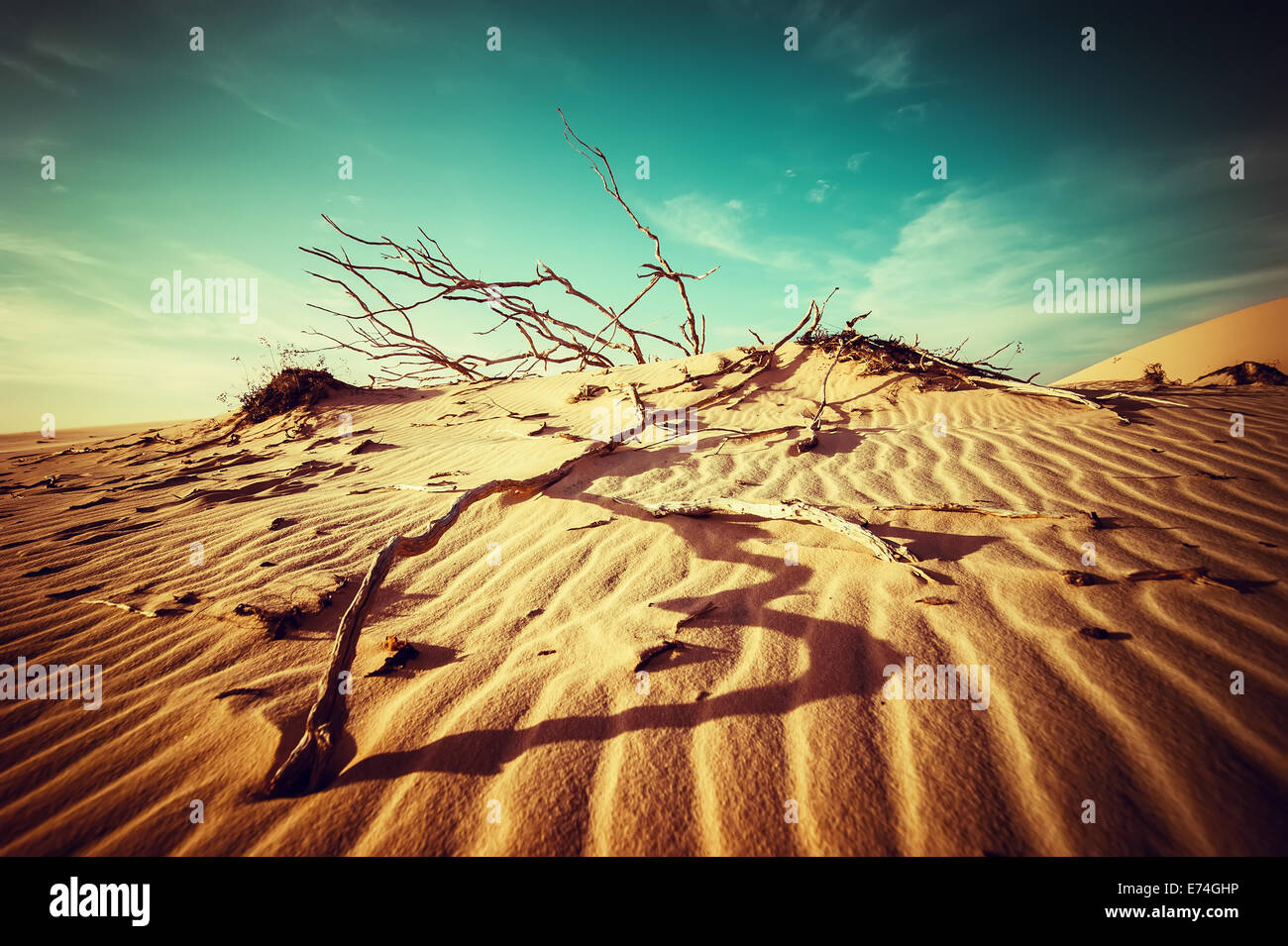 Desert landscape with dead plants in sand dunes under sunny sky. Global warming concept. Nature background Stock Photo