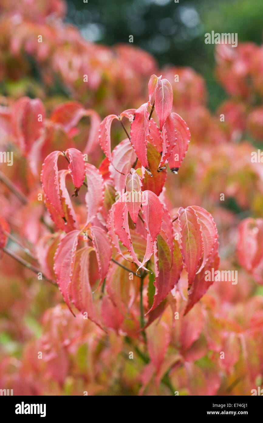 Cornus kousa 'Radiant Rose'. Chinese dogwood leaves in Autumn. Stock Photo