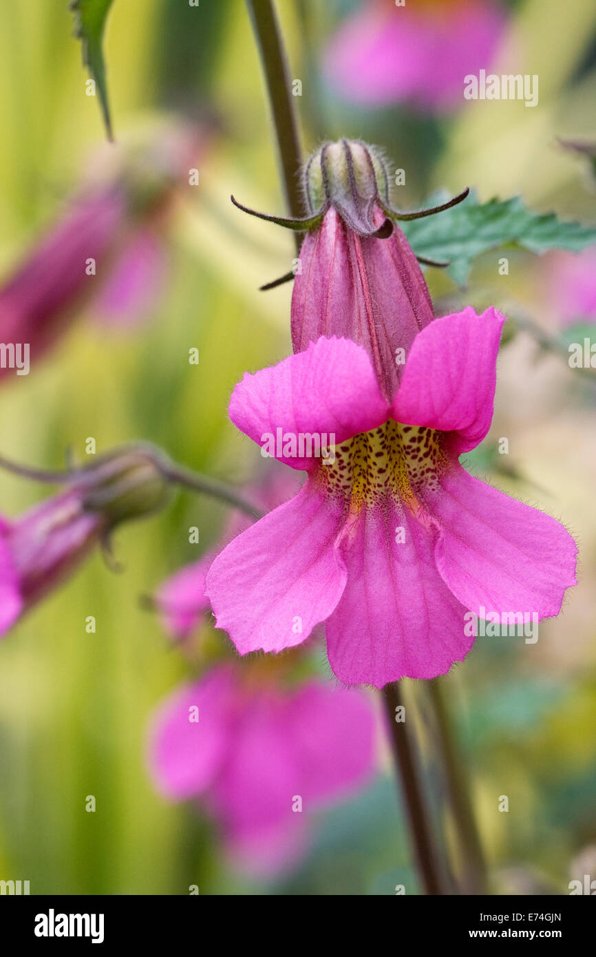 Rehmannia elata. Chinese foxglove flowers. Stock Photo
