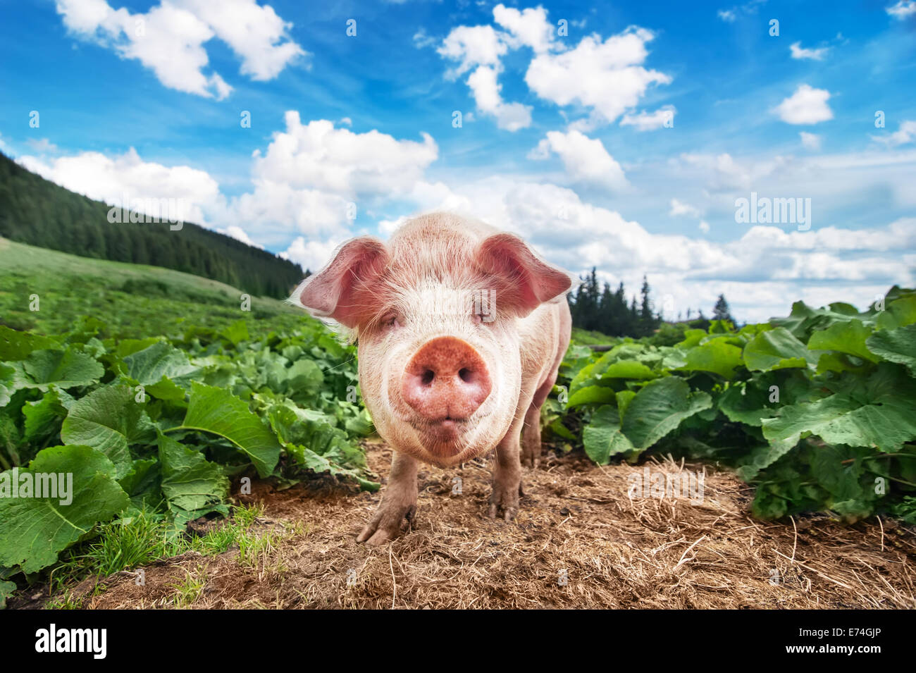 Cute pig grazing at summer meadow at mountains pasturage under blue sky. Organic agriculture natural background Stock Photo