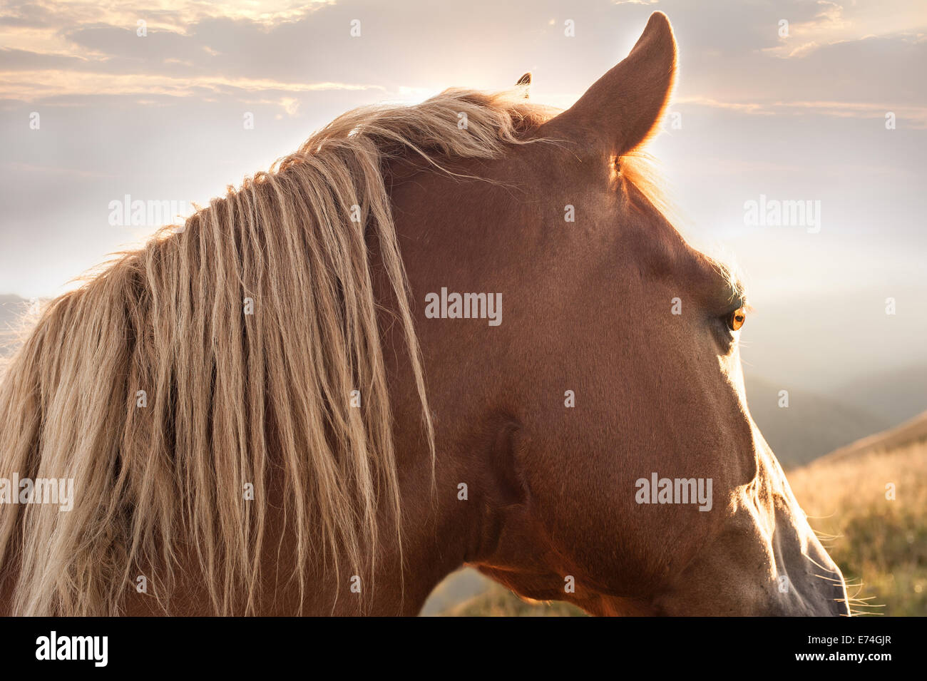Sunset in mountains nature background. Horse at summer meadow. Image in vintage retro hipster style Stock Photo