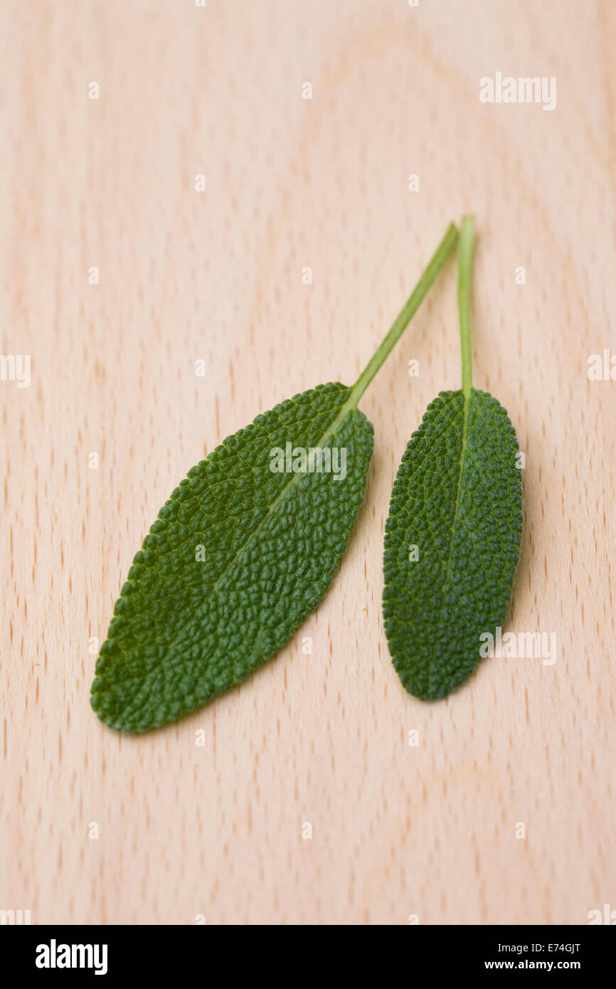 Salvia officinalis. Two Sage leaves on a wooden board. Stock Photo