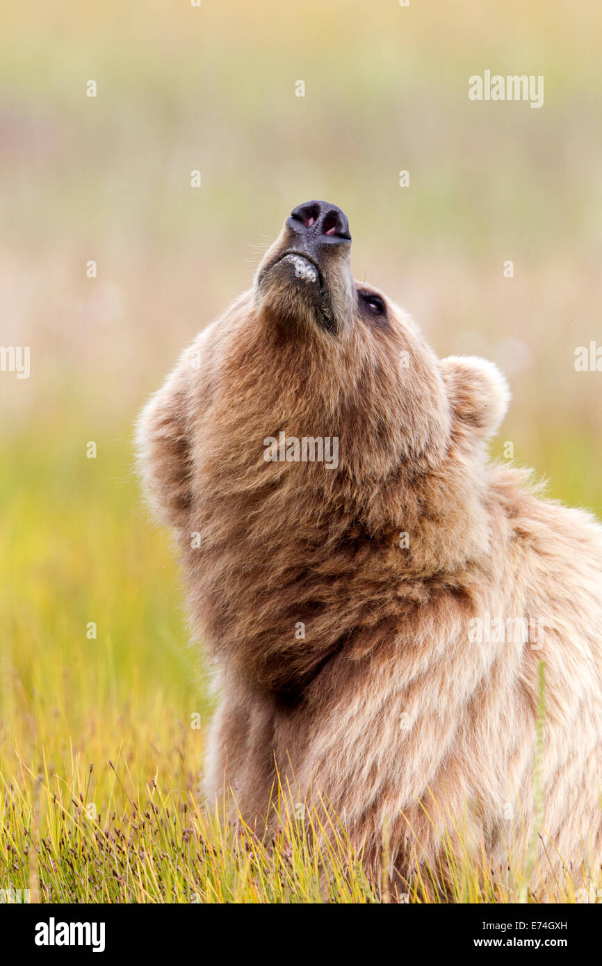 Alaska Brown Bear Sniffing the Air Stock Photo - Alamy