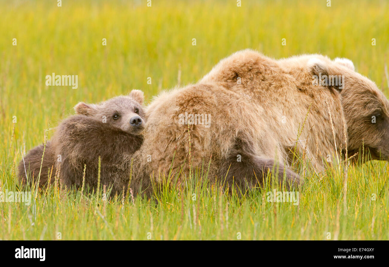 Two Alaska Brown Bear Spring Cubs and Sow Stock Photo - Alamy