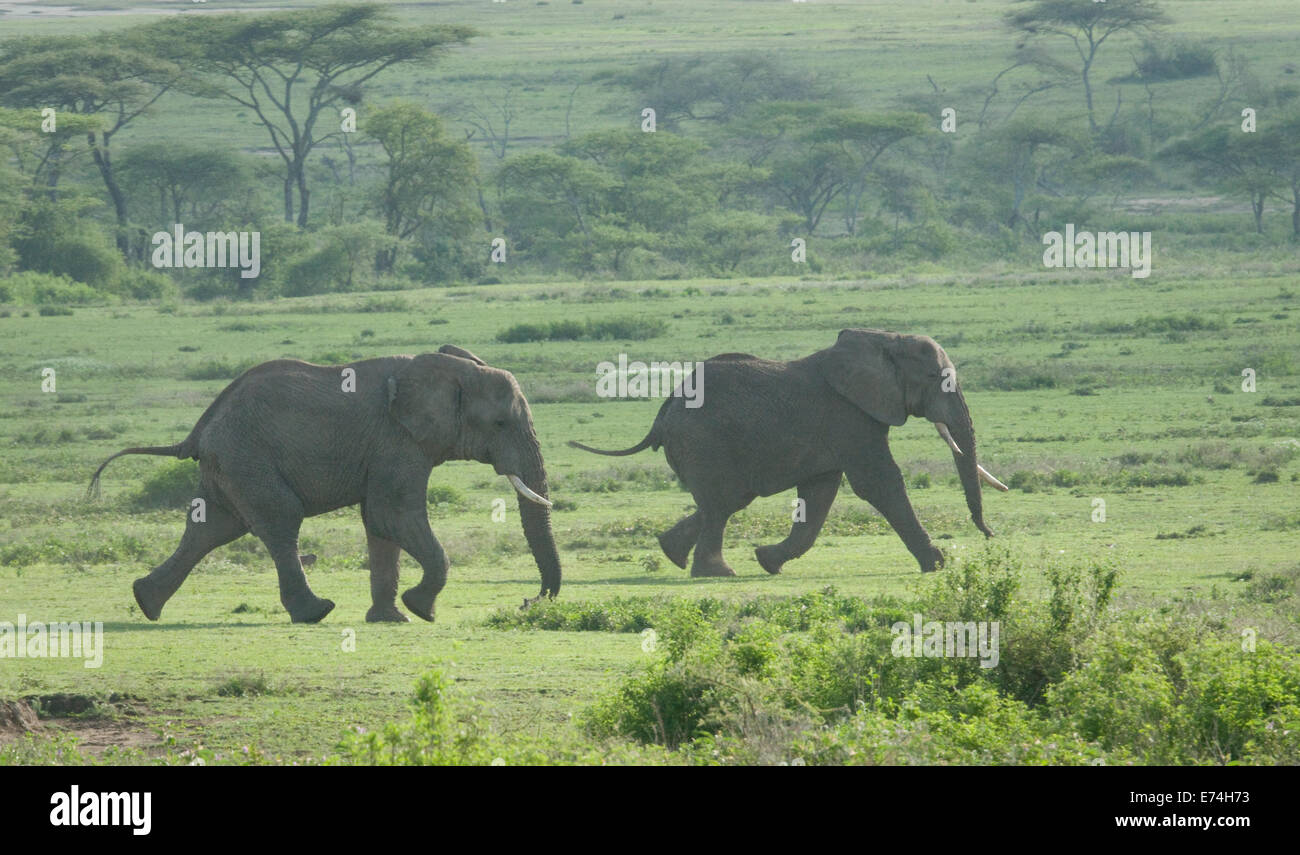 African elephants walking Stock Photo