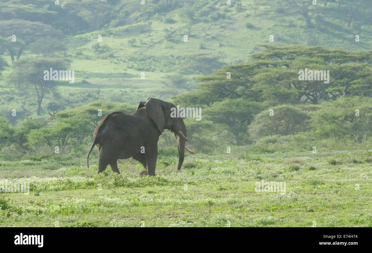 African elephant walking Stock Photo