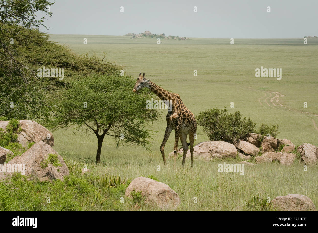 Giraffe eating in serengeti hi-res stock photography and images - Alamy